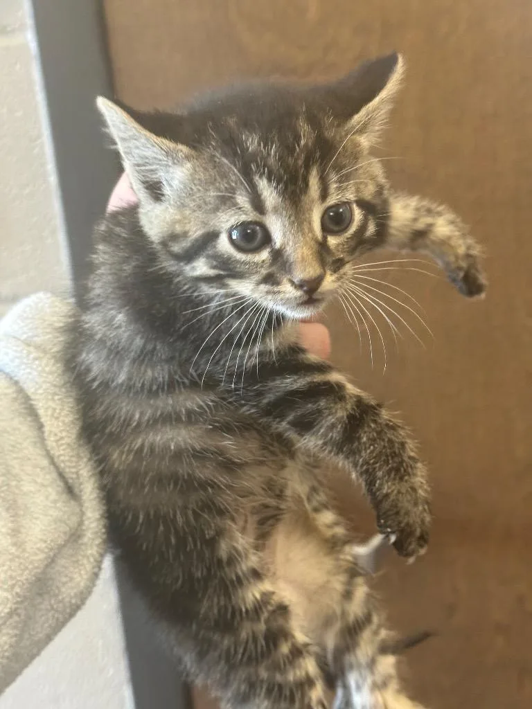 A baby small-sized male Domestic Short Hair cat named Blink for adoption in Gallatin, TN