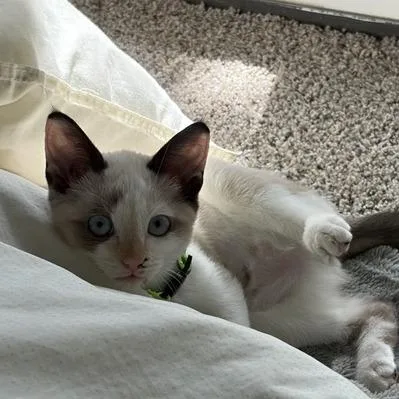 A baby small-sized female Cream / Ivory Snowshoe cat named Dolly P. for adoption in Pacifica, CA