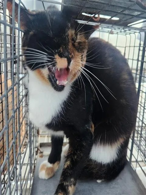 An adult large-sized female Domestic Short Hair cat named Calypso for adoption in Fort Lauderdale, FL