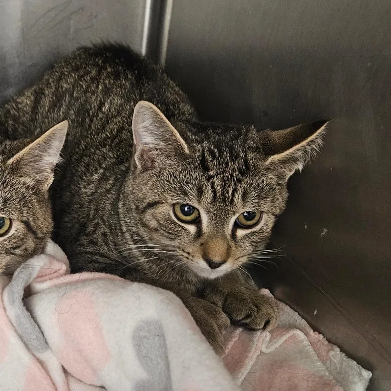 Calla Lily thumbnail 2