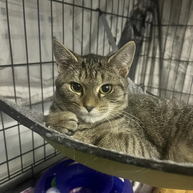 Calla Lily thumbnail 3