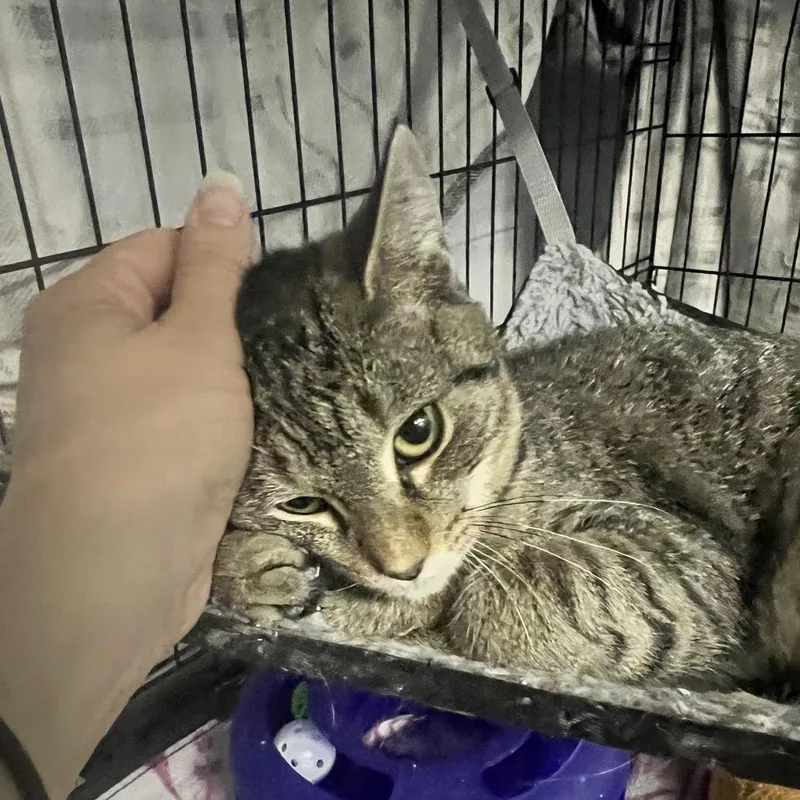 Calla Lily thumbnail 4