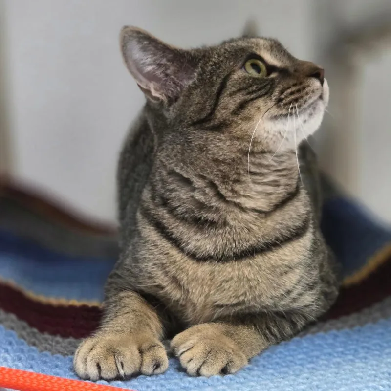 Calla Lily thumbnail 5