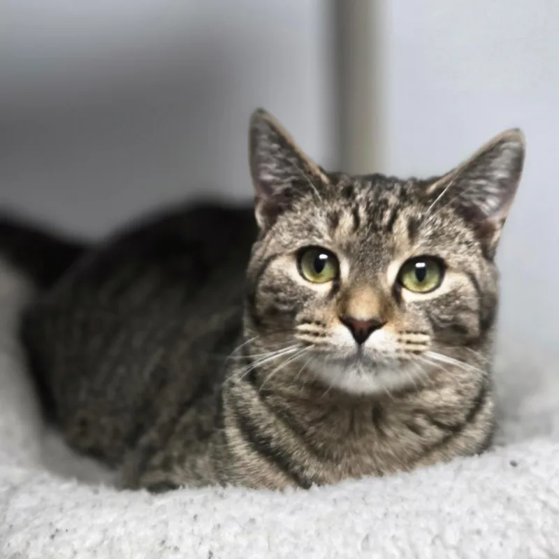 Calla Lily thumbnail 6