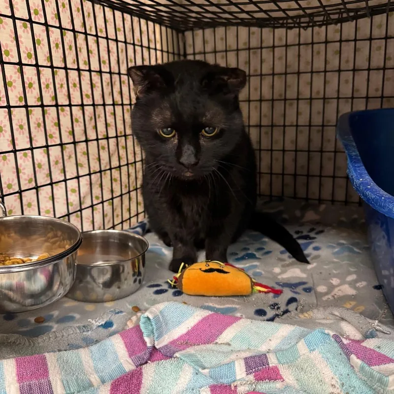 Bagheera thumbnail 3