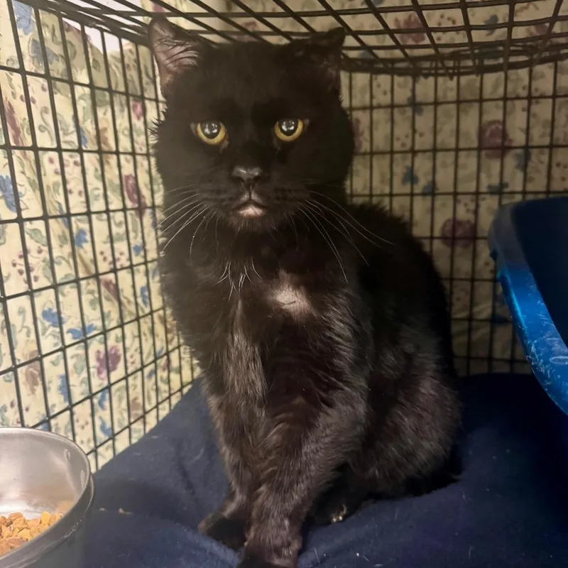 Bagheera thumbnail 4