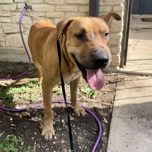 An adult large-sized male Mastiff dog named Greenie for adoption in San Antonio, TX