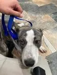 An adult medium-sized male Gray / Blue / Silver Pit Bull Terrier dog named Baker A for adoption in Sherman, TX