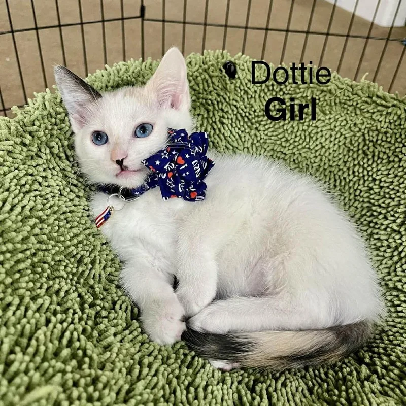 A baby small-sized female Tortoiseshell Domestic Short Hair cat named Dottie Argo for adoption in Eagle Mountain, UT