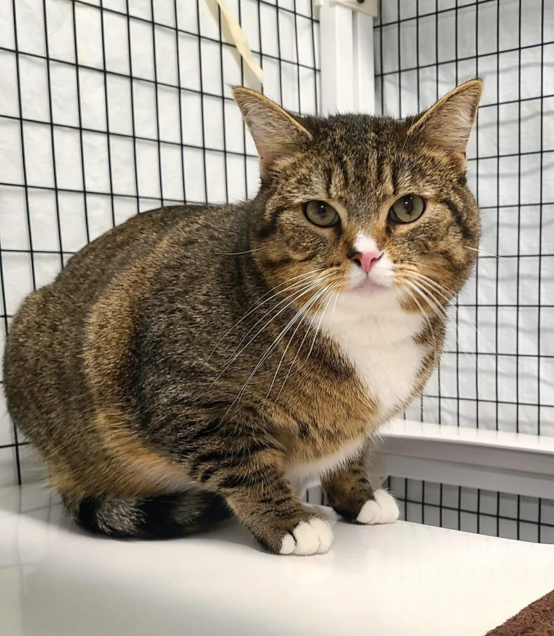 An adult medium-sized male Tabby (Brown / Chocolate) Domestic Short Hair cat named Brady for adoption in Kirkland, WA