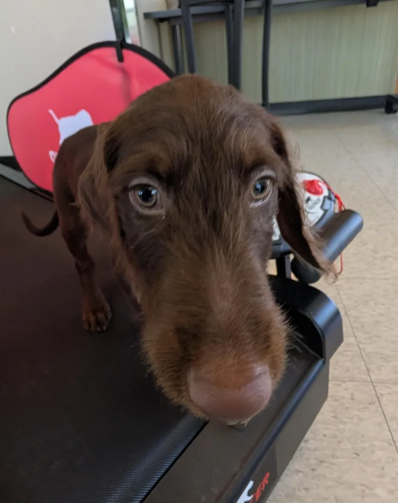 A baby large-sized male Labradoodle dog named Moose A for adoption in Plano, TX