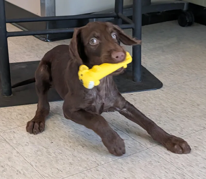 Moose A thumbnail 3