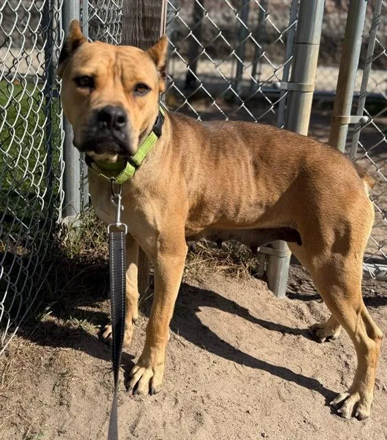 An adult large-sized female Mixed Breed dog named Maddy for adoption in Columbia, SC