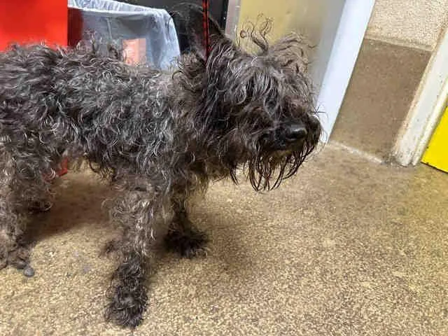 An adult medium-sized female Schnauzer dog named Becky for adoption in Bonita, CA