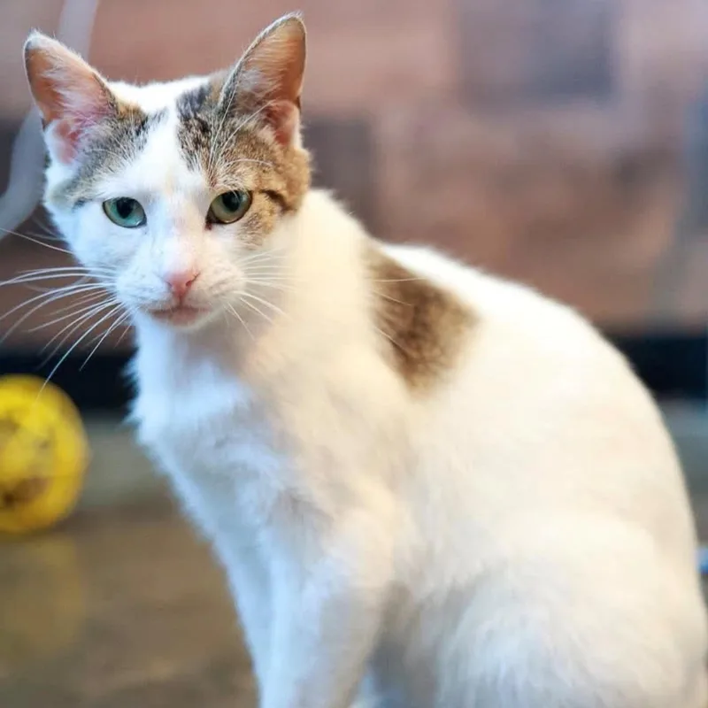 A young medium-sized female Buff & White Domestic Short Hair cat named Birdy for adoption in Loogootee, IN