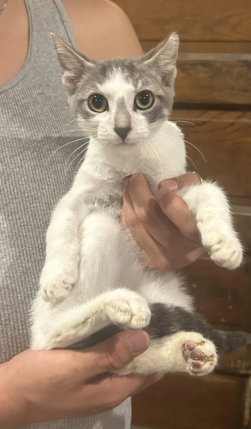 A baby medium-sized male Gray & White Domestic Short Hair cat named Giorgio Napa for adoption in Napa, CA