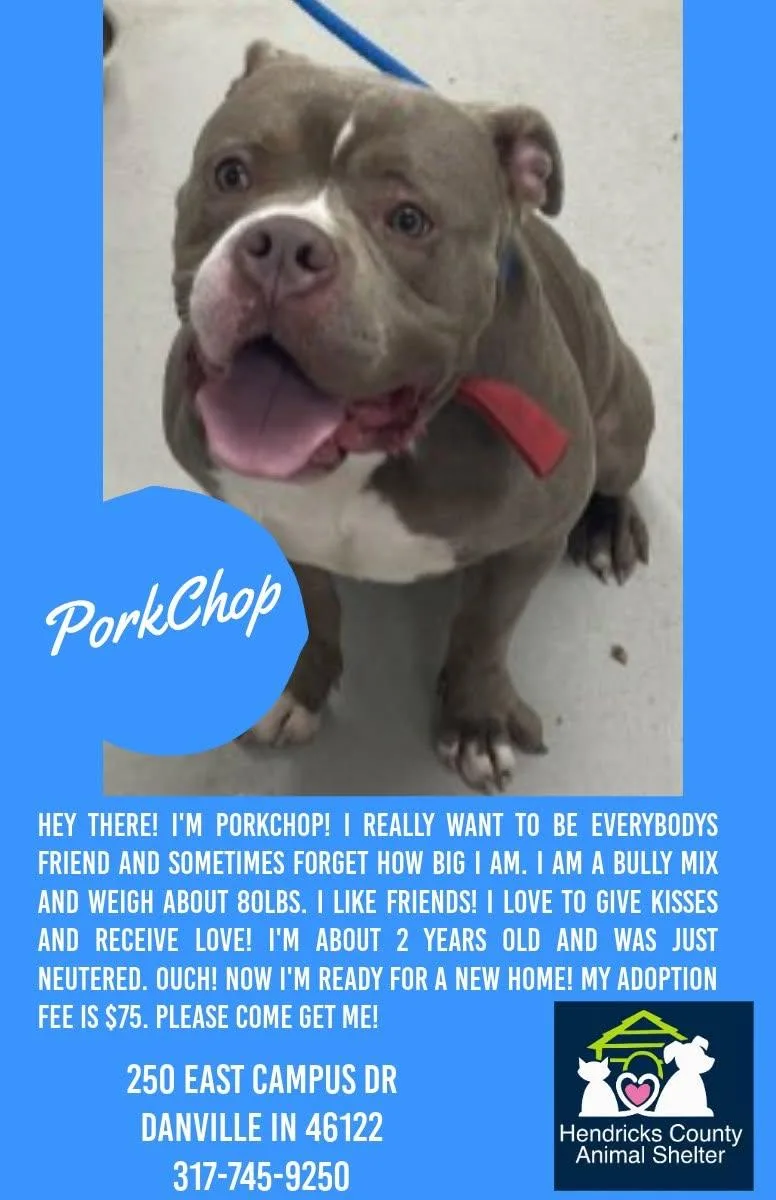 An adult large-sized male Pit Bull Terrier dog named Pork Chop for adoption in Danville, IN