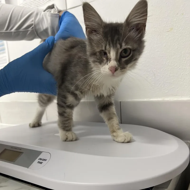 Captain Sparkles