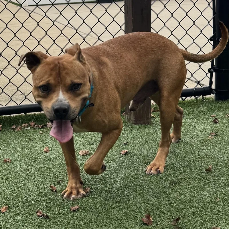 An adult medium-sized male Brown / Chocolate Mixed Breed dog named Franco for adoption in Naperville, IL