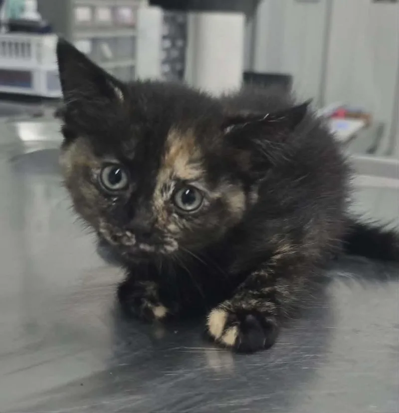 A baby small-sized female Domestic Short Hair cat named Alicia for adoption in Hillsdale, IN
