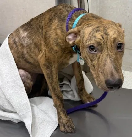 An adult large-sized female Mountain Cur dog named Azalea for adoption in Honolulu, HI