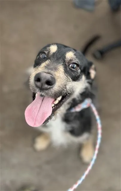 A young large-sized male Mixed Breed dog named Bray for adoption in Dallas, TX