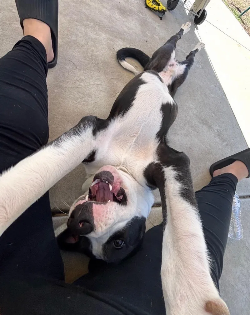 Bruno thumbnail 3