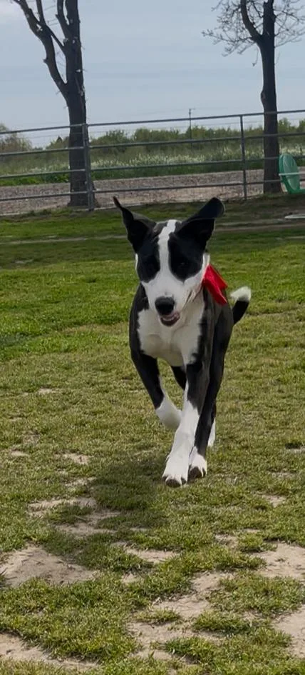 Bruno thumbnail 5