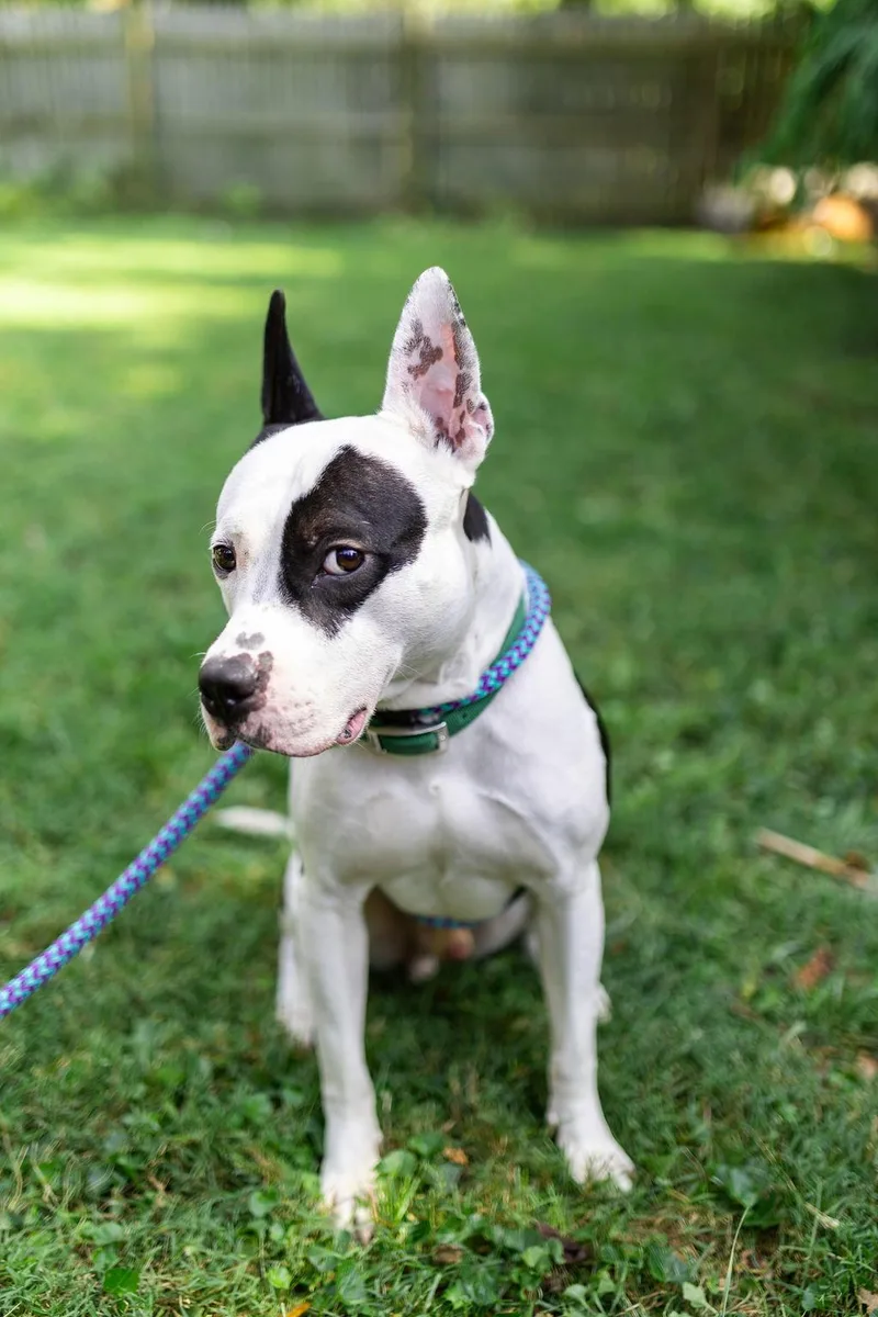 An adult medium-sized male Pit Bull Terrier dog named Diesel for adoption in Baltimore, MD