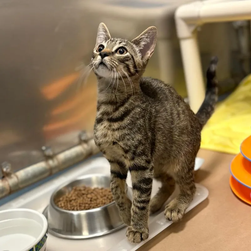 A baby medium-sized female Brown / Chocolate Domestic Short Hair cat named Silver for adoption in Westhampton, NY