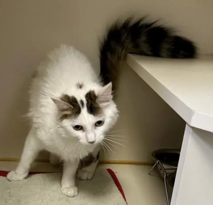 An adult small-sized female Domestic Medium Hair cat named Empress Juliana for adoption in Fairfax, VA