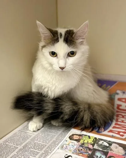 Empress Juliana thumbnail 2