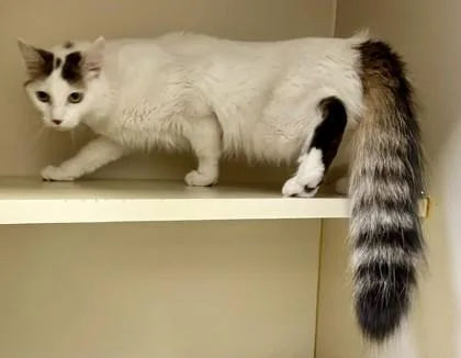 Empress Juliana thumbnail 3