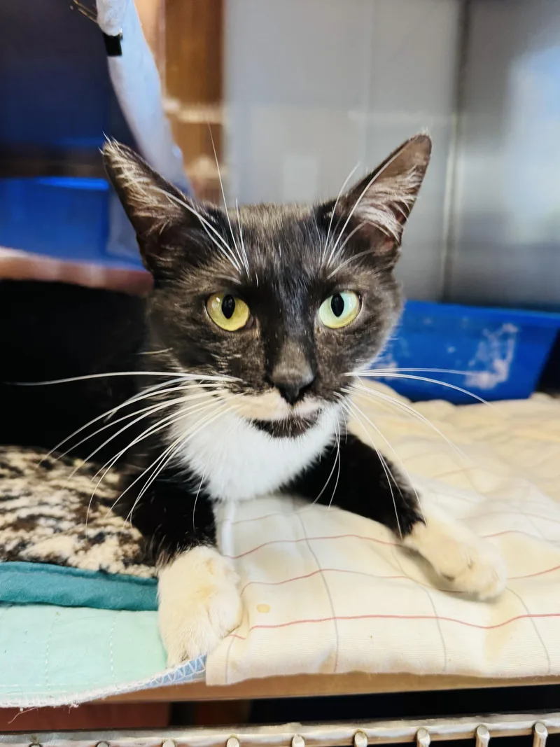 A young medium-sized female Domestic Short Hair cat named Squares for adoption in Midland, MI