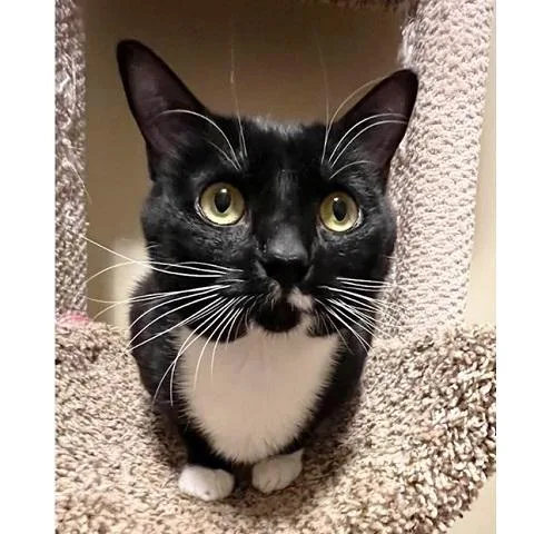 A young medium-sized male Black & White / Tuxedo Domestic Short Hair cat named Mantine for adoption in Salt Lake City, UT