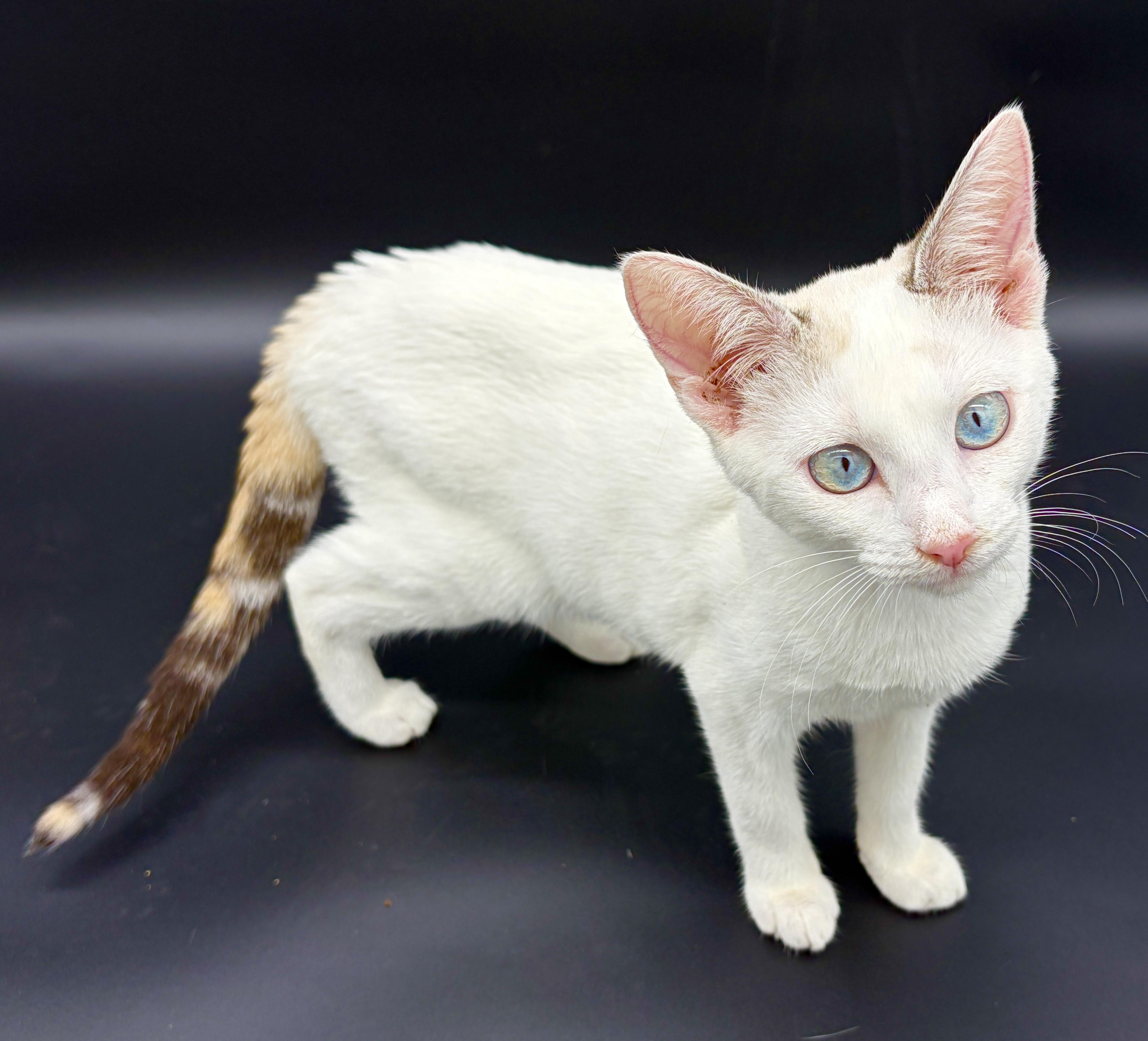 A baby medium-sized female White Turkish Van cat named Slipper for adoption in Lucedale, MS