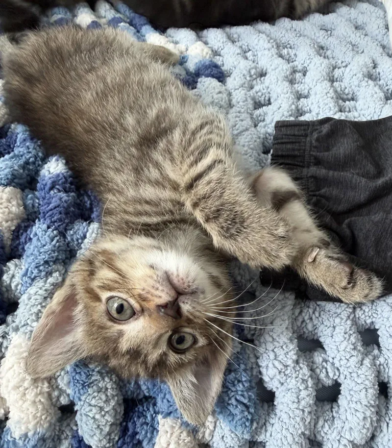 A baby medium-sized female Brown / Chocolate Domestic Short Hair cat named Bessie for adoption in Fort Worth, TX