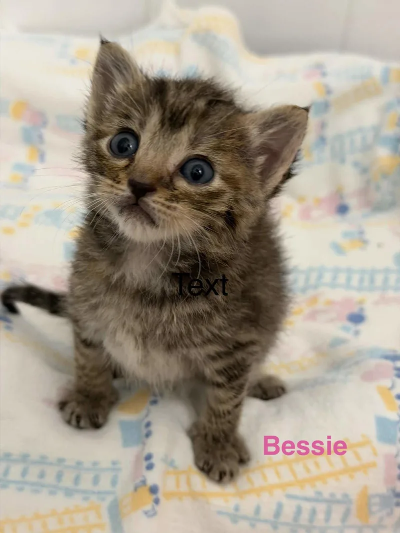Bessie thumbnail 3