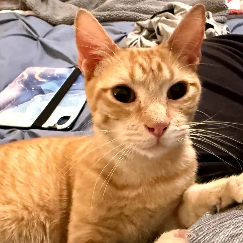 An adult medium-sized male Orange / Red Domestic Short Hair cat named Karl for adoption in Green Bay, WI