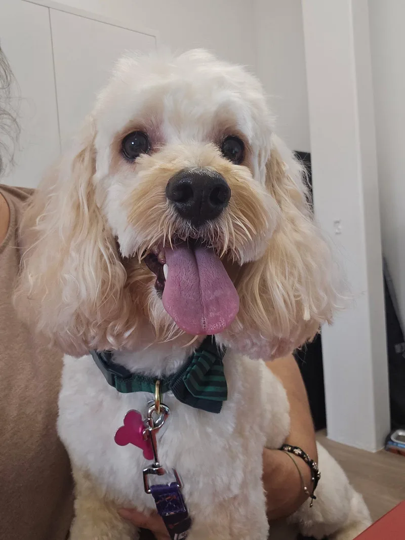 An adult medium-sized male Apricot / Beige Poodle dog named Garrett for adoption in Gonzales, LA