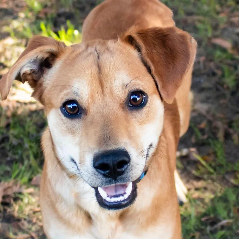 An adult medium-sized male Mixed Breed dog named Echo for adoption in Middletown, RI