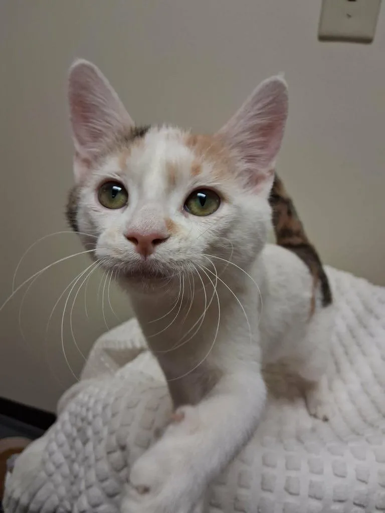 A baby small-sized female Domestic Short Hair cat named Burne for adoption in Fremont, OH