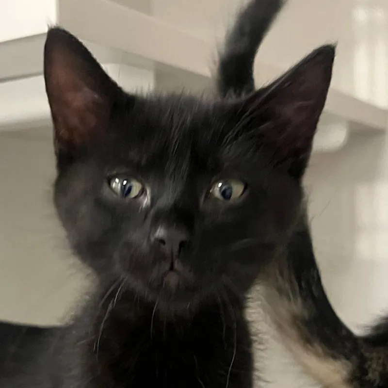 A baby small-sized female Black Domestic Short Hair cat named London for adoption in Redwood City, CA