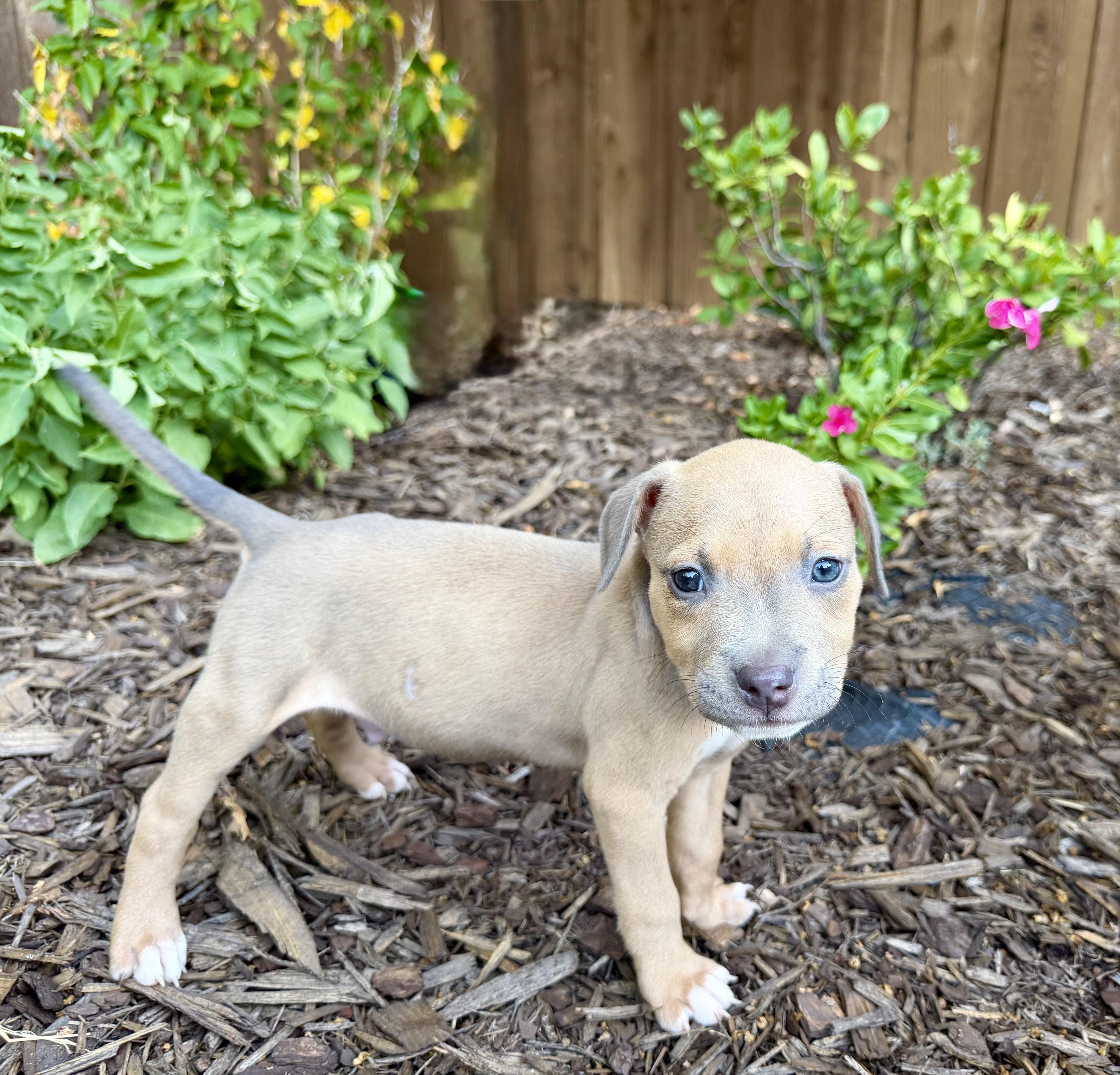 A baby medium-sized male Blue Lacy dog named Tucker for adoption in Plano, TX
