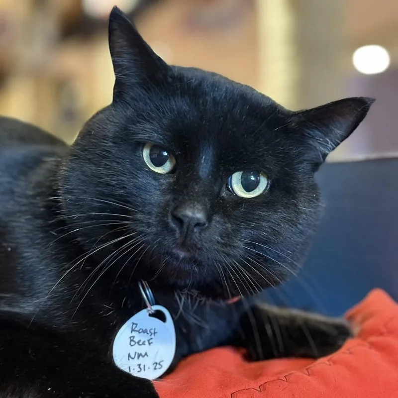 Roast Beef thumbnail 2