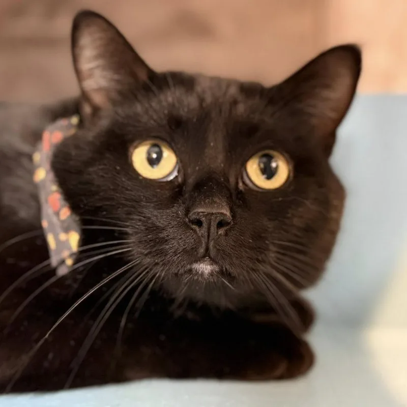 Roast Beef thumbnail 3