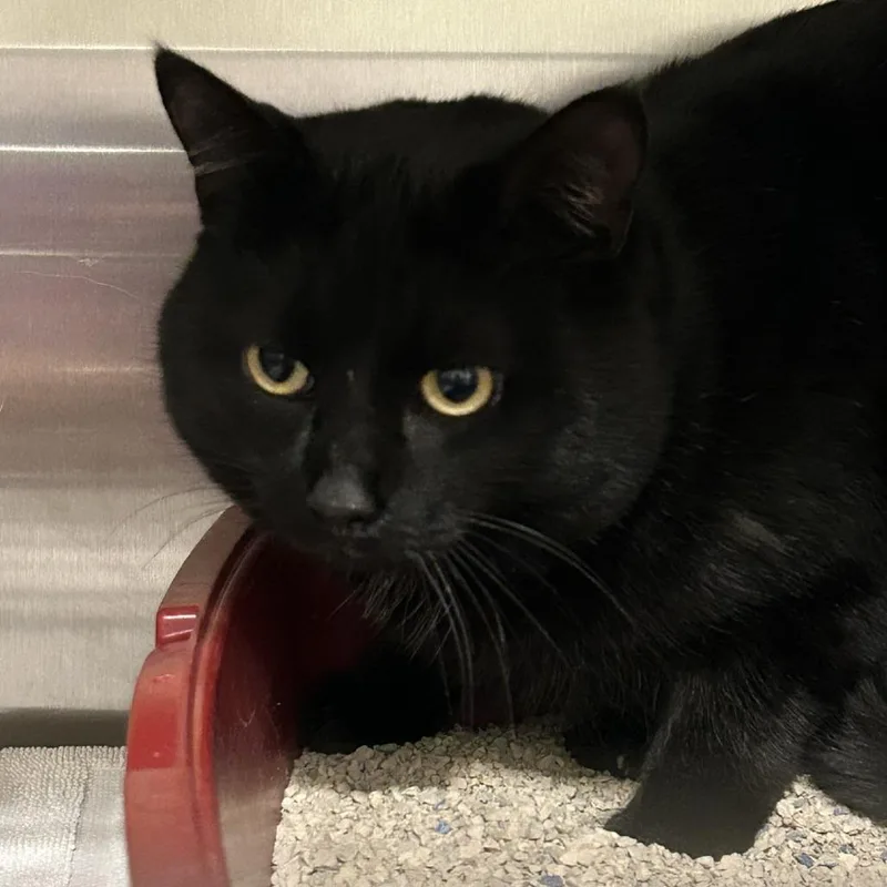 Roast Beef thumbnail 4