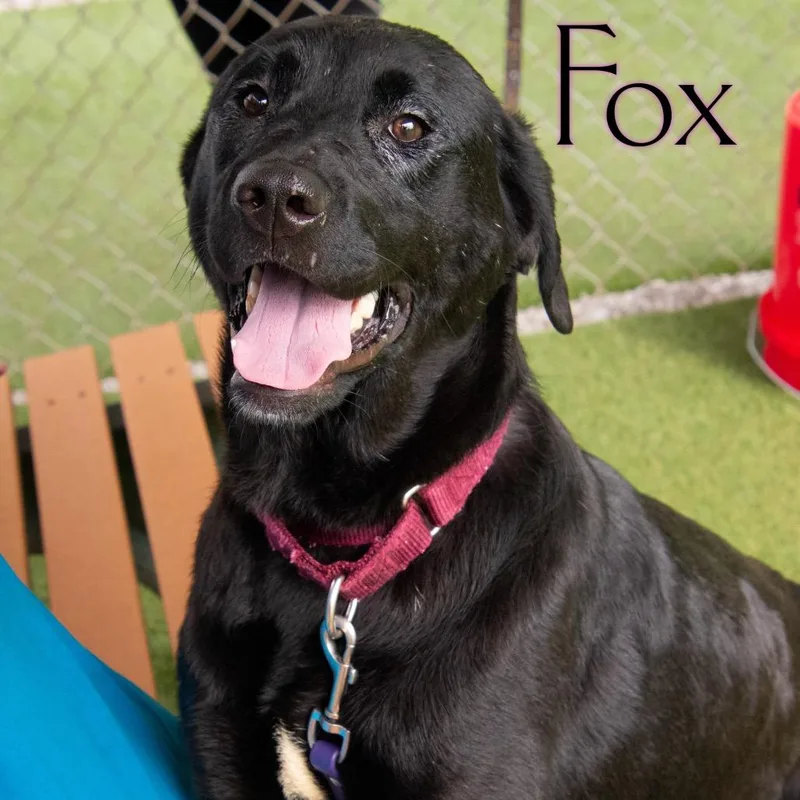 A young medium-sized female Black Labrador Retriever dog named Fox for adoption in Parkersburg, WV