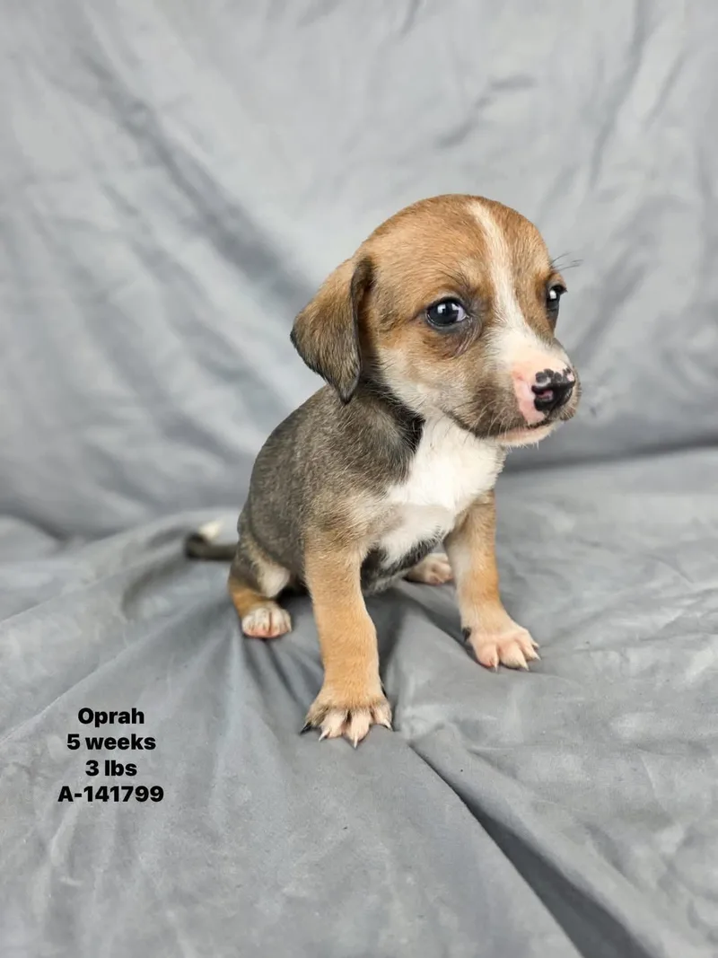 A baby small-sized female Dachshund dog named Oprah for adoption in Olympia, WA
