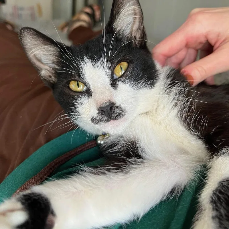 Ethel Cute Tuxedo @pawz